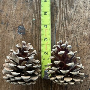 May include: Two pine cones, one brown and one light brown, are placed side-by-side on a wooden surface. A measuring tape is behind the pine cones.
