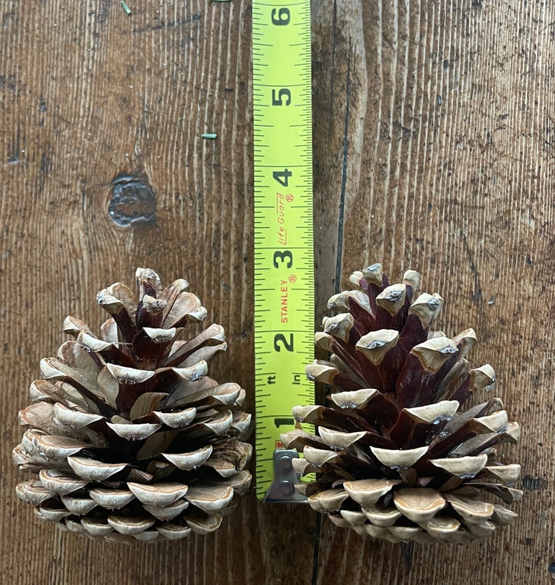 May include: Two pine cones, one brown and one light brown, are placed side-by-side on a wooden surface. A measuring tape is behind the pine cones.