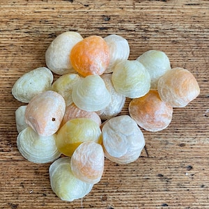 Puede incluir: Una colección de conchas marinas en varios tonos de blanco, amarillo y naranja. Las conchas son lisas y tienen una textura natural y orgánica.