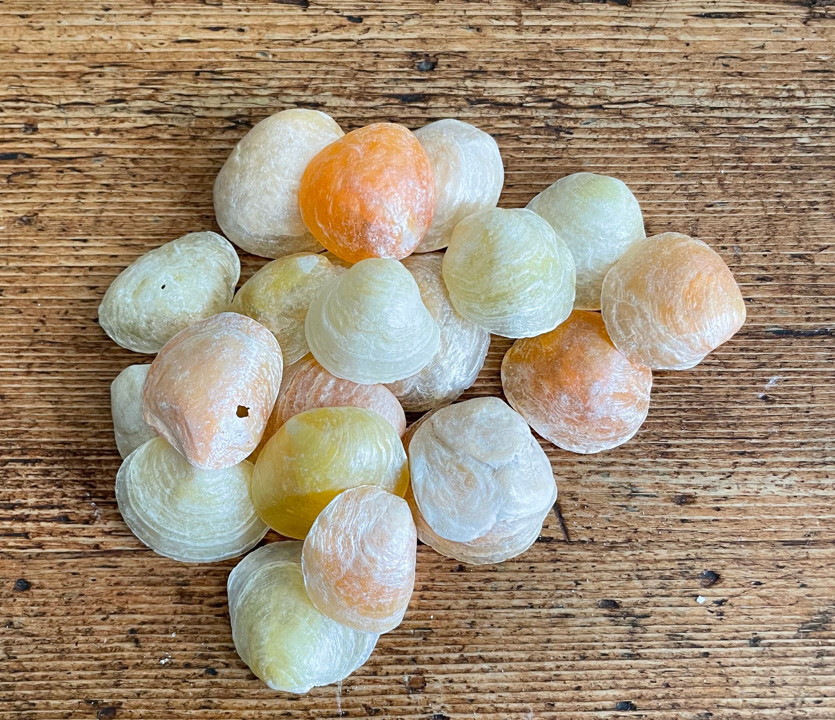 Jingle shells available in bulk. DIY sea shell crafts, coastal, nautical, beach, or rustic decor, weddings, parties