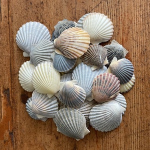 May include: A collection of scallop shells in various shades of gray, white, and brown. The shells are arranged in a circular pattern on a wooden surface.