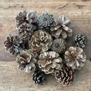 Pine cones, natural dried and untreated Red Pine cones, rustic crafting supplies, holiday, home decor, weddings, parties, DIY crafts