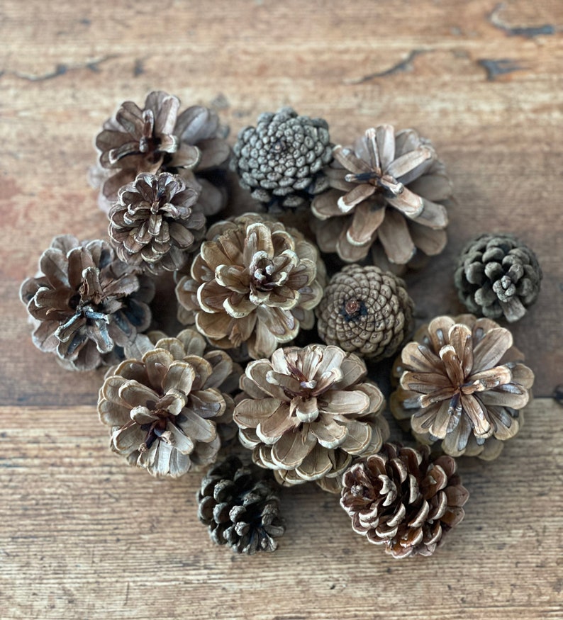 May include: A collection of brown pine cones of various sizes and shapes, arranged in a circular pattern on a wooden surface.