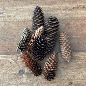 Pine cones, natural dried and untreated Norway Spruce cones, rustic crafting supplies, holiday, home decor, weddings, parties