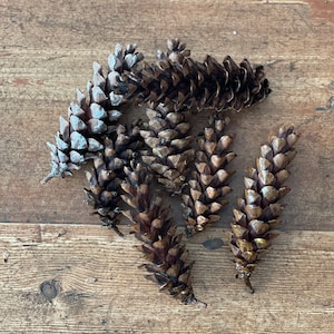 Pine cones, natural dried and untreated White Pine cones, rustic crafting supplies, holiday, home decor, weddings, parties