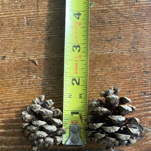 May include: Two brown pine cones, each about 1 inch in diameter, are measured with a yellow tape measure. The tape measure reads 1 inch.
