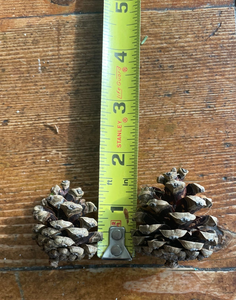 May include: Two brown pine cones, each about 1 inch in diameter, are measured with a yellow tape measure. The tape measure reads 1 inch.