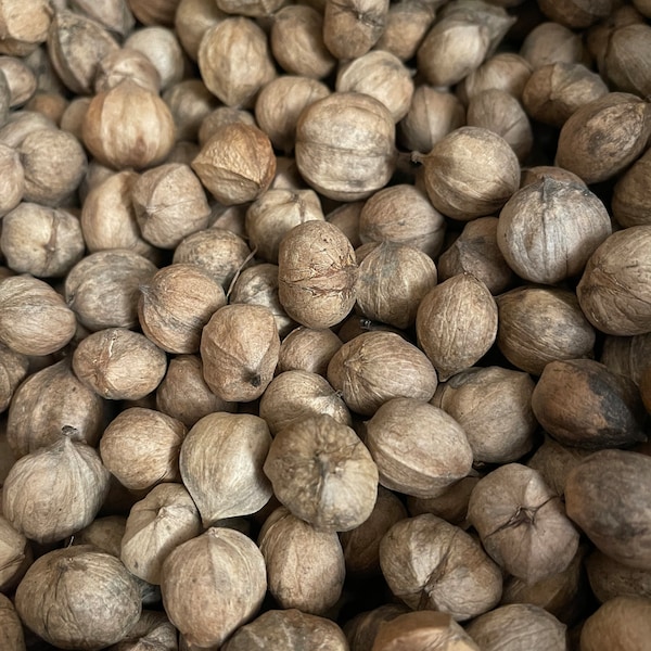 Small Shagbark Hickory Nut Seeds for Growing or Crafts