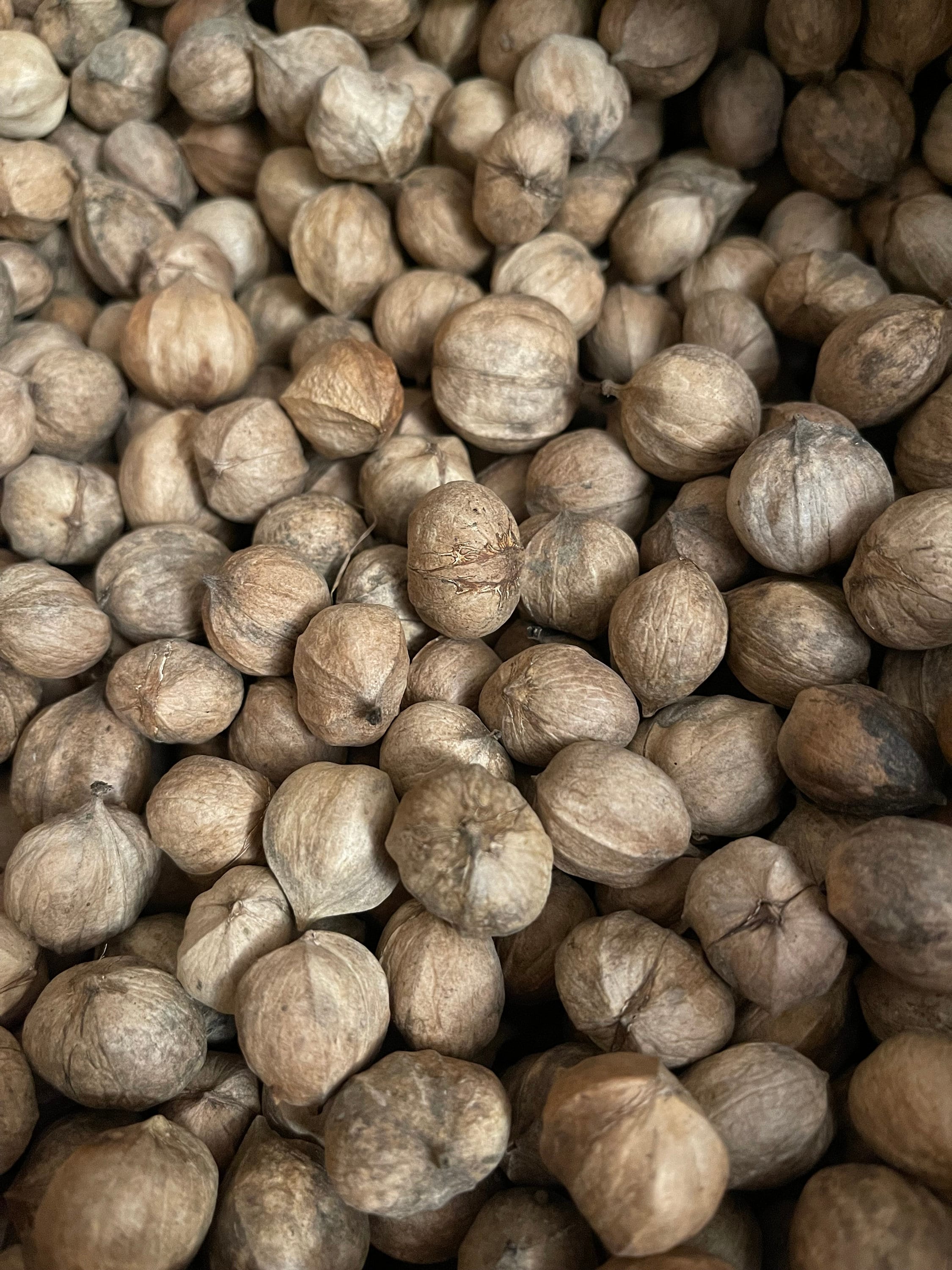 Small Shagbark Hickory Nut Seeds for Growing or Crafts Etsy