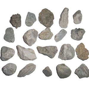 May include: A collection of 20 grey and white fossilized sea shells. The shells are various shapes and sizes, some are smooth and others have ridges.