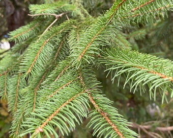 Fresh Evergreen Fir Boughs, Branches, 1 pound