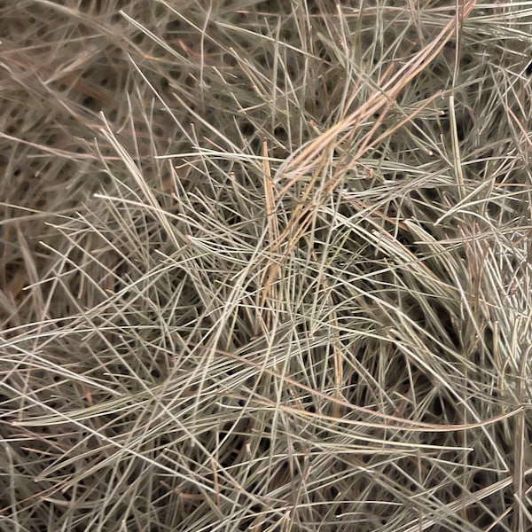 Pine Needles