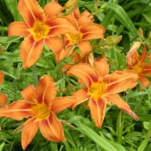 May include: Orange and red lilies with yellow centres bloom in a lush green garden.