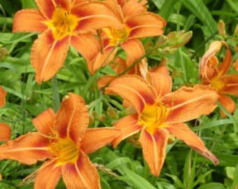 25 bulbi di gigli selvatici arancioni, appena raccolti