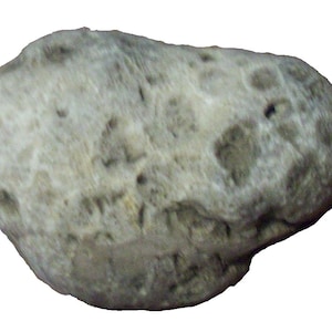 Great Lakes Michigan Petoskey Stone 1&quot;-2&quot; Unpolished
