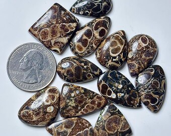 Cabochões lisos de ágata Turritella: tamanho 22 mm - 24 mm, pedras preciosas soltas de vários formatos para fabricação de joias