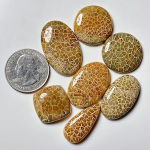 Snake Skin Fossil Coral Smooth Cabochons, Size 19-32mm Loose Gemstone for Jewelry Making