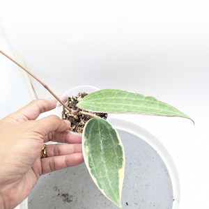 Hoya Latifolia (Macrophylla) Variegated