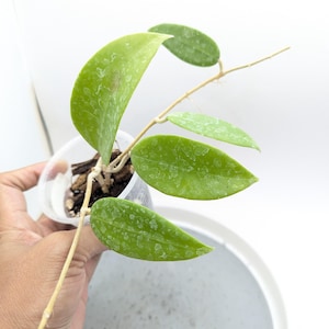 Hoya sp. Laos