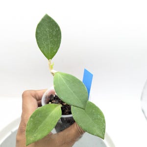 Hoya Pachyclada