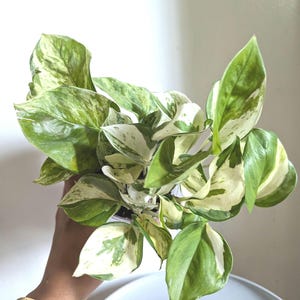 Manjula Pothos Plant 4" Pot immagine 1