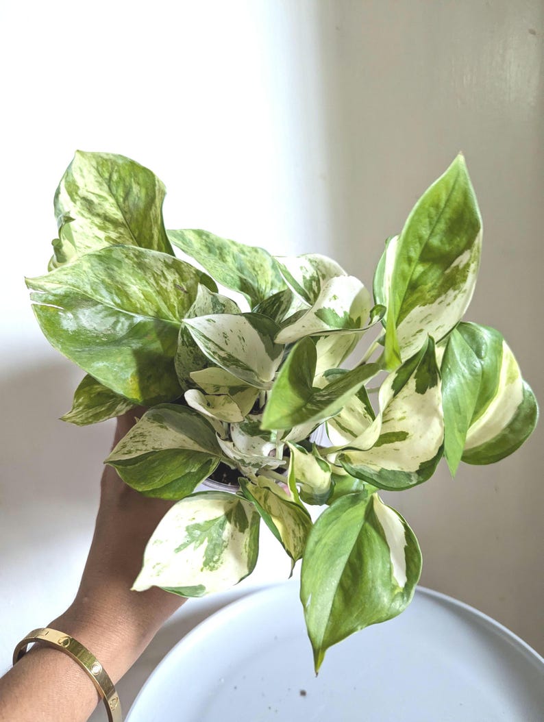 Manjula Pothos Plant 4" Pot immagine 1