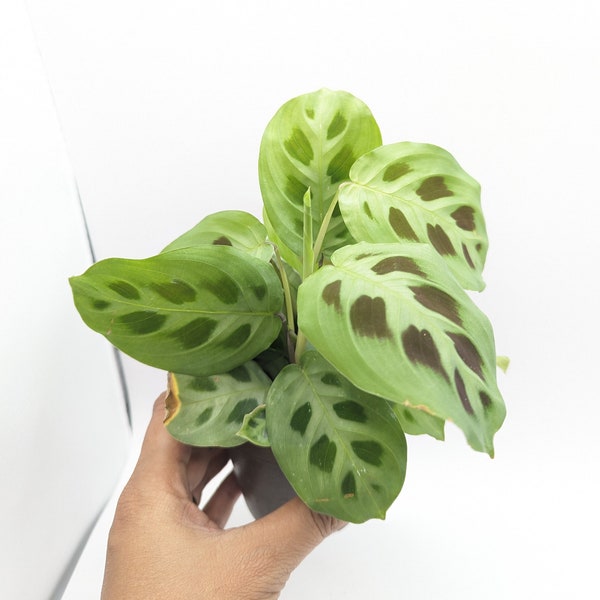 Rabbit Track Prayer Plant