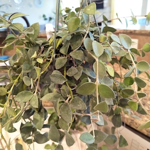 Hoya Nummularioides Unrooted Cutting
