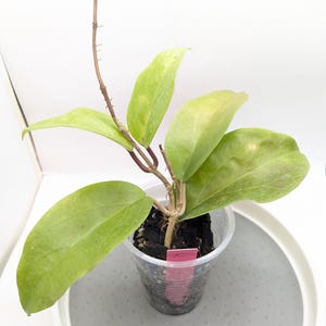 Hoya Surigaoensis