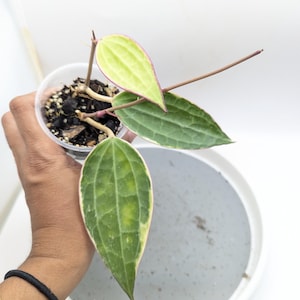 Hoya Latifolia (Macrophylla) Variegated