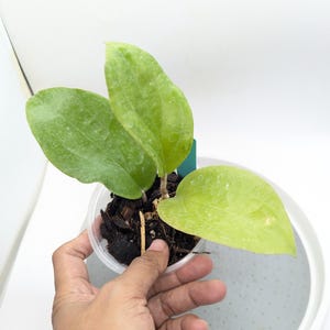 Hoya Surigaoensis