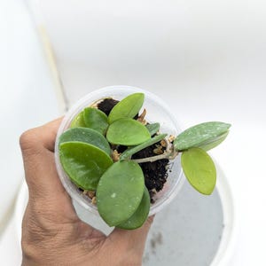 Hoya Mathilde (Starter Size)