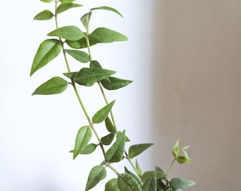 Hoya Bella Starter Plant