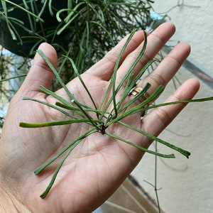 Hoya Retusa Cutting Unrooted