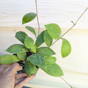 Hoya Mindorensis Red Plant 5" Pot
