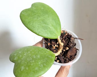 Hoya Kerrii Heart Leaf Plant