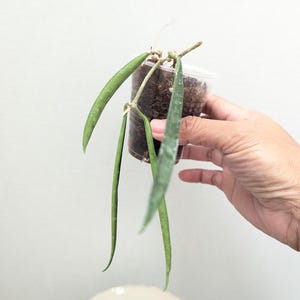 Hoya Shepherdii Starter Plant