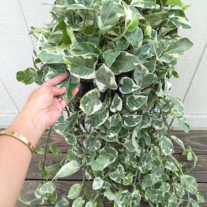 May include: A hanging basket overflowing with a lush, green plant featuring variegated leaves with white and cream patterns. The plant cascades downwards, creating a full, textured appearance. The plant is suspended from a hook.