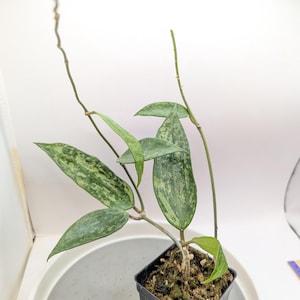 Hoya Rangsan Plant 4&quot; Pot