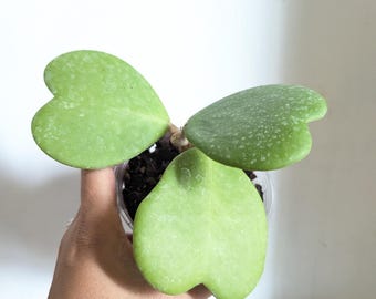 Hoya Kerrii Plant