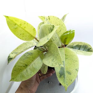 Ficus Shivereana 6&quot; Pot