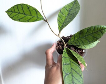 Hoya Callistophylla Plant