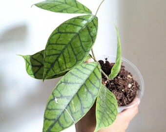 Hoya Callistophylla Plant