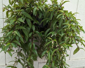 Begonia Polygonoides Plant 6" Pot (Extra Large)