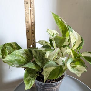 Manjula Pothos Plant 4" Pot immagine 7