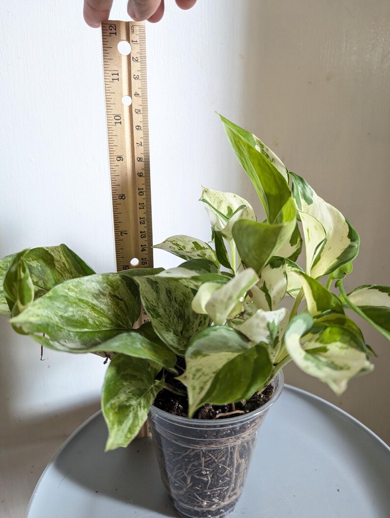 Manjula Pothos Plant 4" Pot immagine 7