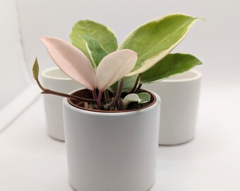 3" Ceramic Pots Bundle (3PCS)