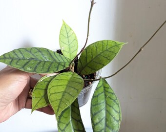 Hoya Callistophylla Plant
