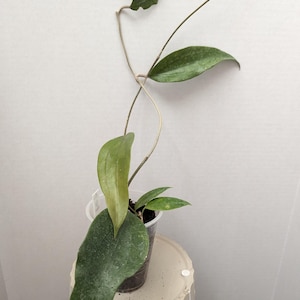 Hoya Rigida Plant with Hoya Iris Marie (Cosmetic Damage)