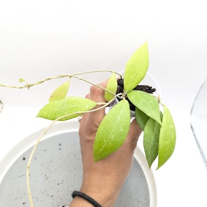 Hoya sp. Laos